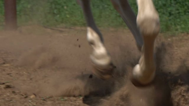 Horse hooves in movement, slow-motion