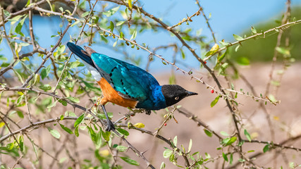 Superb Starling, beautiful bird in East Africa eating seeds on a tree