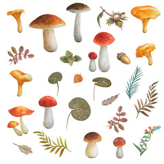 Chanterelle, boletuses, oilers. Sprigs, nuts, acorn, leaves isolated on white background.