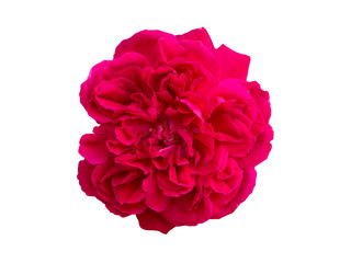 Close up Dark pink of Damask Rose flower.
