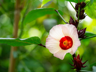 Close up Hibiscus sabdariffa or roselle flower. © noppharat