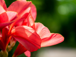 Pink Indian shot flower.
