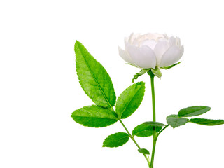 Obraz premium Close up mini white Fairy Rose flower.