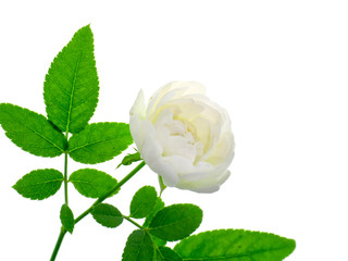 Close up mini white Fairy Rose flower.