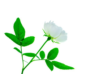 Close up mini white Fairy Rose flower.
