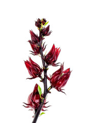 Hibiscus sabdariffa or roselle fruit
