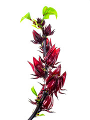 Hibiscus sabdariffa or roselle fruit