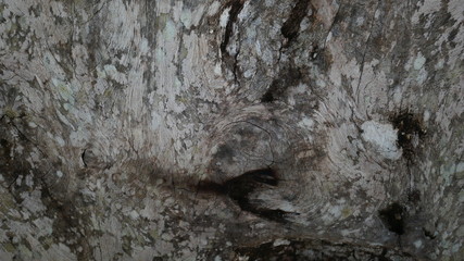 dirty stone wood background, texture of bark of a tree