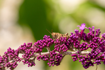 Eine Heuschrecke auf einem Sommerflieder