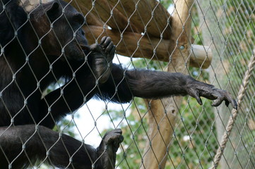 Affe hinter Gittern