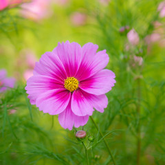 Wild Flower at QingHai, China