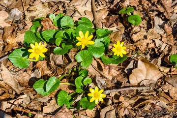 Yellow buttercups in a forest on early spring