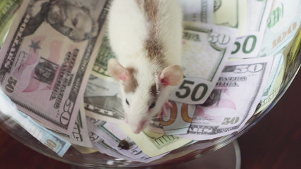 Funny a rat with a lot of money, but without freedom.