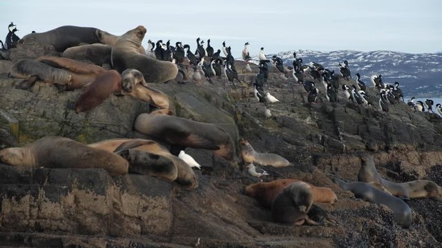 A large harem of fur seal conviving with a rookery of magellanic cormorants