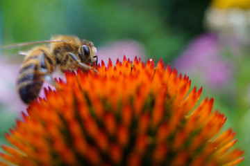 honey bee on a flower macro image