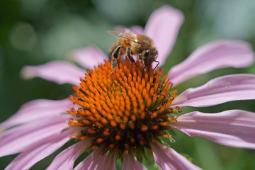 honey bee on a flower macro image
