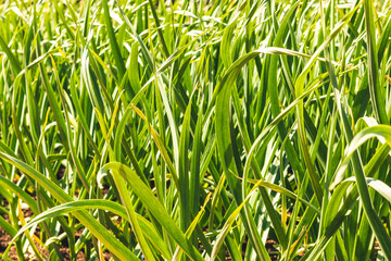 Obraz premium Green stems of young garlic on a garden bed on a Sunny day, close-up.