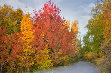 Countryside road through autumn deciduous forest. Autumn background.