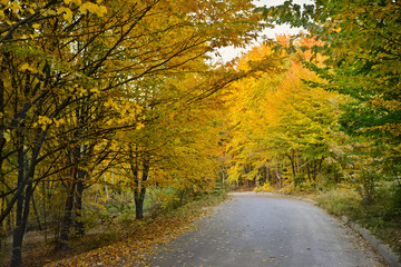 Naklejka na ściany i meble Countryside road through autumn deciduous forest. Autumn background.