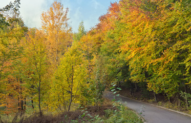 Countryside road through autumn deciduous forest. Autumn background.