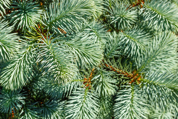 Naklejka na ściany i meble Branches of a young blue spruce in the sunlight close-up. Lush needs on the branches of decorative blue spruce. Texture for Christmas background.