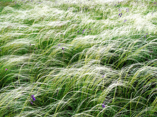 Amazing summer steppe landscape. White grass and purple flowers 