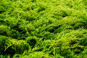  green background with juniper branches. juniper background.