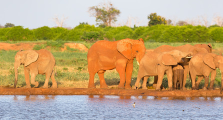Naklejka premium A family of red elephants at a water hole in the middle of the savannah