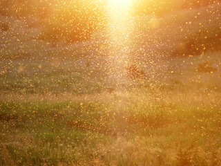 Amazing sunlight in summer steppe background.