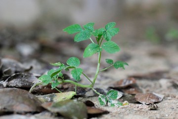 small tree