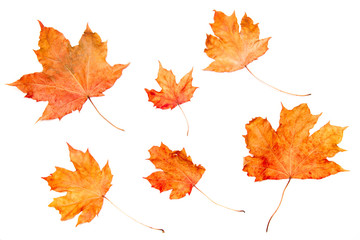 Collection beautiful colorful autumn maple leaves isolated on white background. Top view, flat lay.