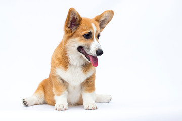 puppy doing yoga, welsh corgi