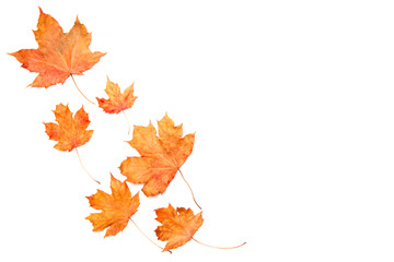Autumn composition. Frame made of autumn maple leaves isolated on white background. Flat lay, top view, copy space.