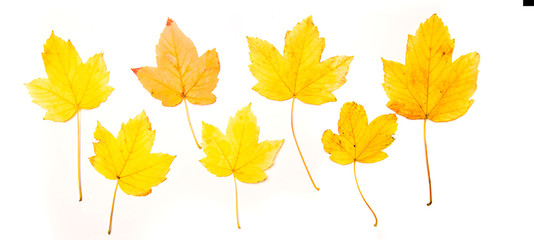 Obraz premium Collection beautiful colorful autumn maple leaves isolated on white background. Top view, flat lay.
