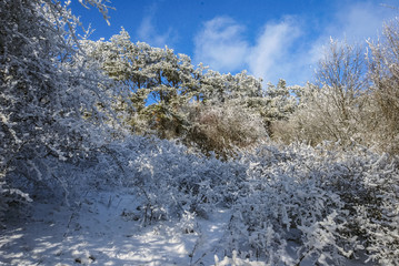 Winter landscape, scenic image of forest in the wintry mountains, snowy nature scene. Scenic image of icing trees. Frosty day, calm wintry scene. Nature of Crimea. Ukraine