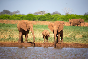 Fototapeta premium A family of red elephants at a water hole in the middle of the savannah