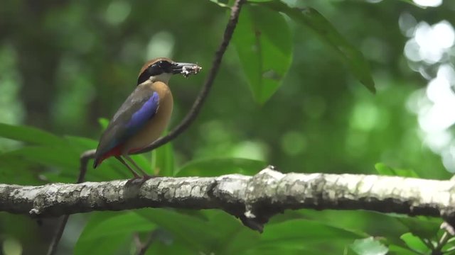 Pitta in breeding season,low angle view. Mangrove pitta bird perching on Rhizophora branch with crab in beak for feeding their new born babies turning head to camera ,hd slow motion.