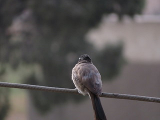 A bird stands on the power cord