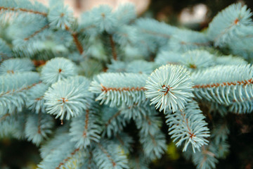 needles of blue spruce. fluffy branches of blue spruce	