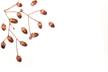 Autumn minimal composition. Acorns collage isolated on white background. Autumn, fall modern concept. Flat lay, top view, copy space