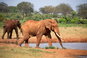 Fototapeta na wymiar A family of red elephants at a water hole in the middle of the savannah