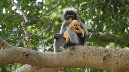 One Dusky leaf-monkey is in the mother's arms.