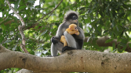 A cute little yellow monkey on the tree with mother's care.