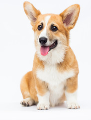 red welsh corgi puppy sitting in full growth on a white background