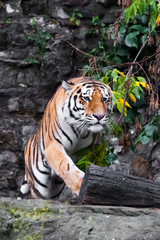  tiger full-face close-up on a background of rocks and greenery, goes forward.