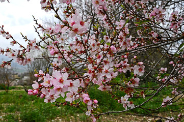 Close up of flowering Almond Blossom in a Cyprus orchard