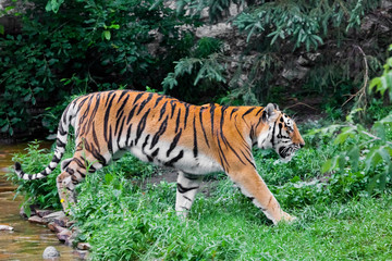  beautiful brightly red tiger walks through thickets of bright green grass (jungle), a powerful big Asian big cat cat in profile by the stream.