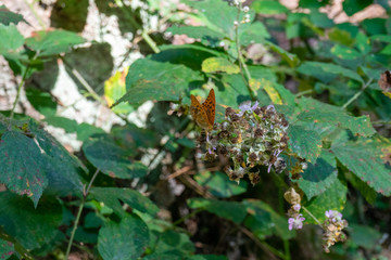 butterfly on a bush