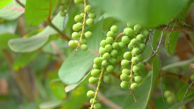 Sea grapes tree in 4K slow motion 60fps