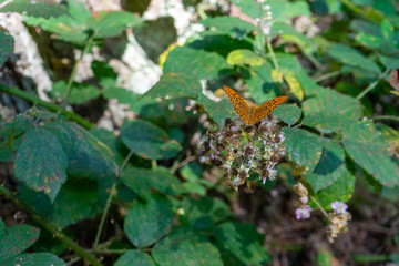 butterfly on a bush